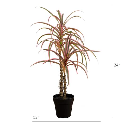 2ft. Potted Dracaena Marginata Plant